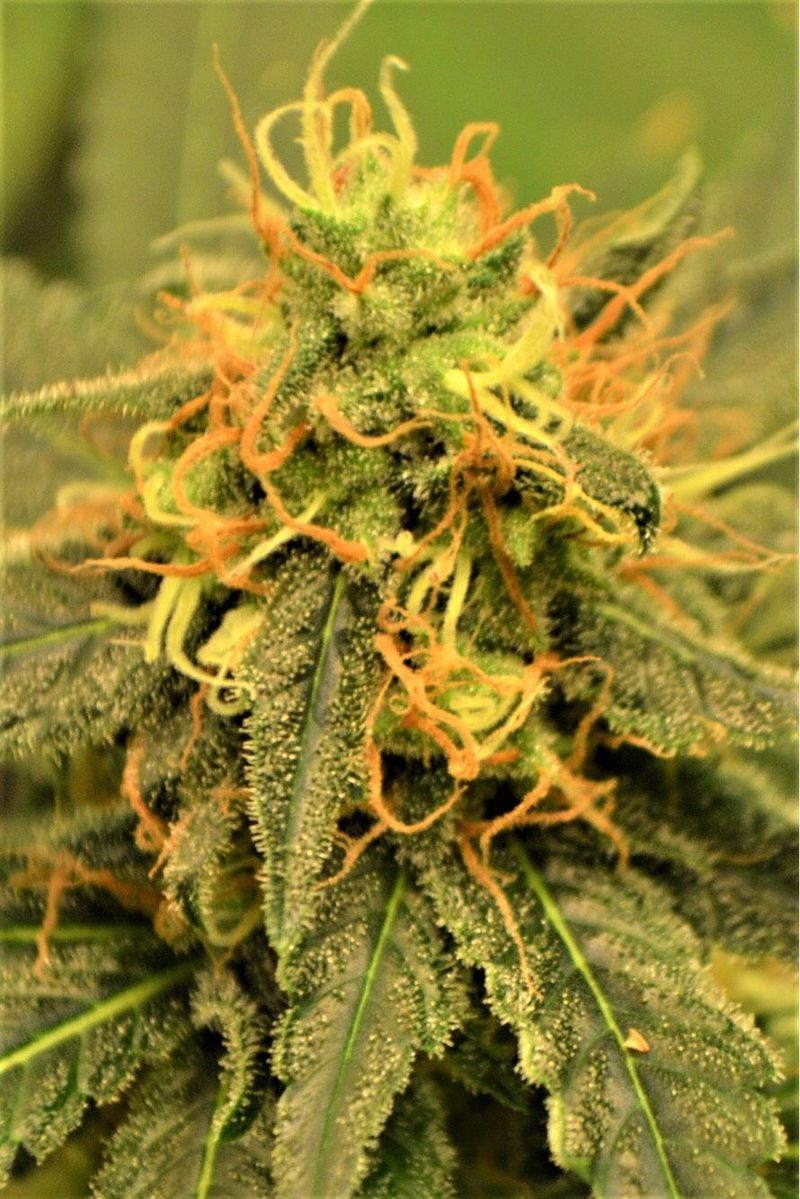 Reggae Spirit, Фасовка: 5