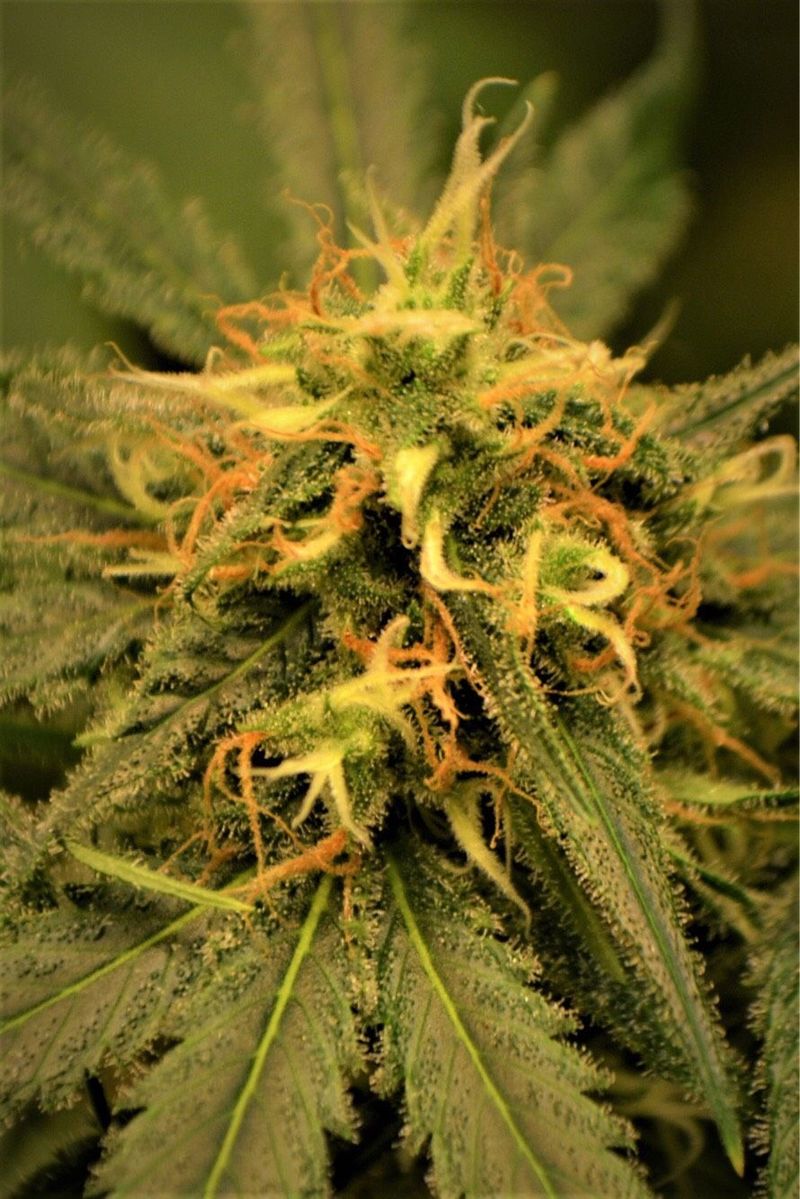 Bob Morley, Фасовка: 5, изображение 2