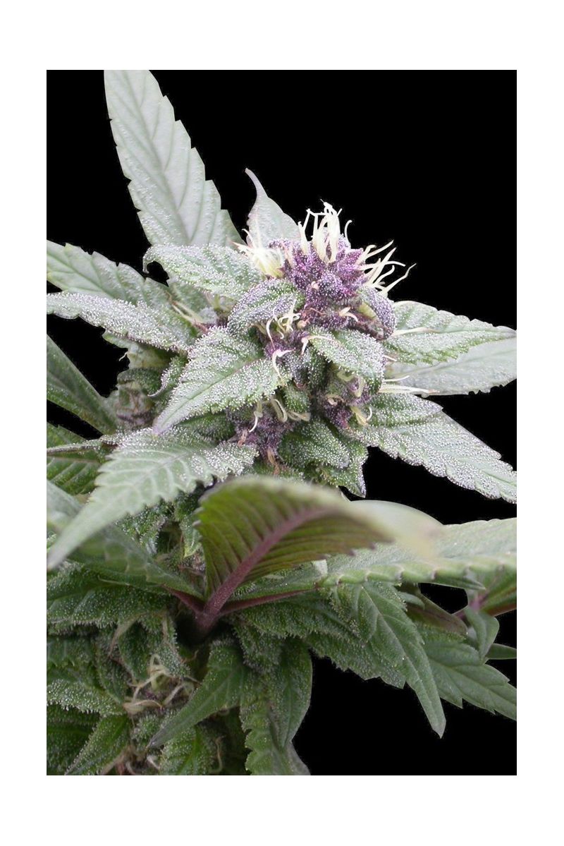 Royal Bluematic Auto, Фасовка: 1