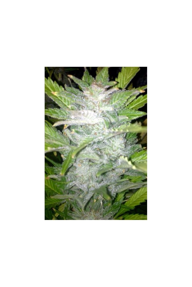 Jamaican Star Auto, Фасовка: 5