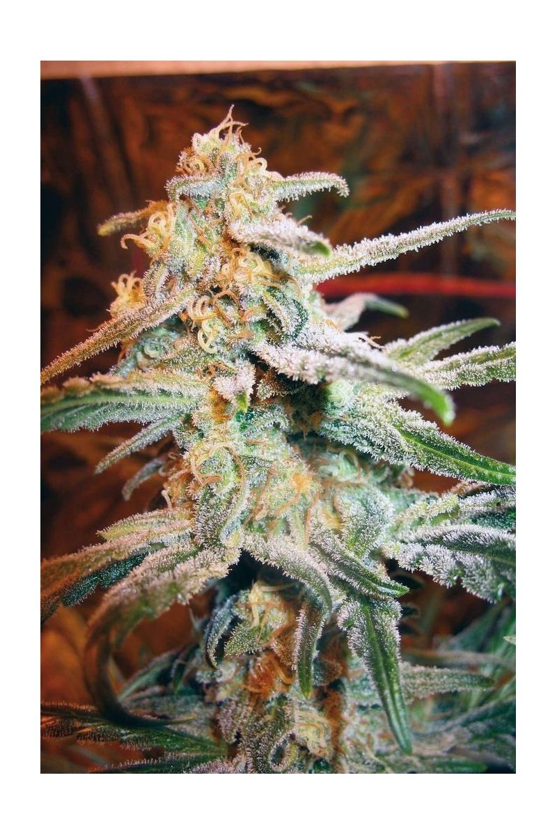 Blue Mystic, Фасовка: 1