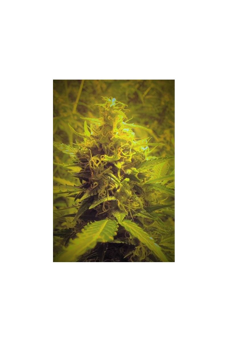 Reggae Spirit Auto, Фасовка: 5, изображение 2