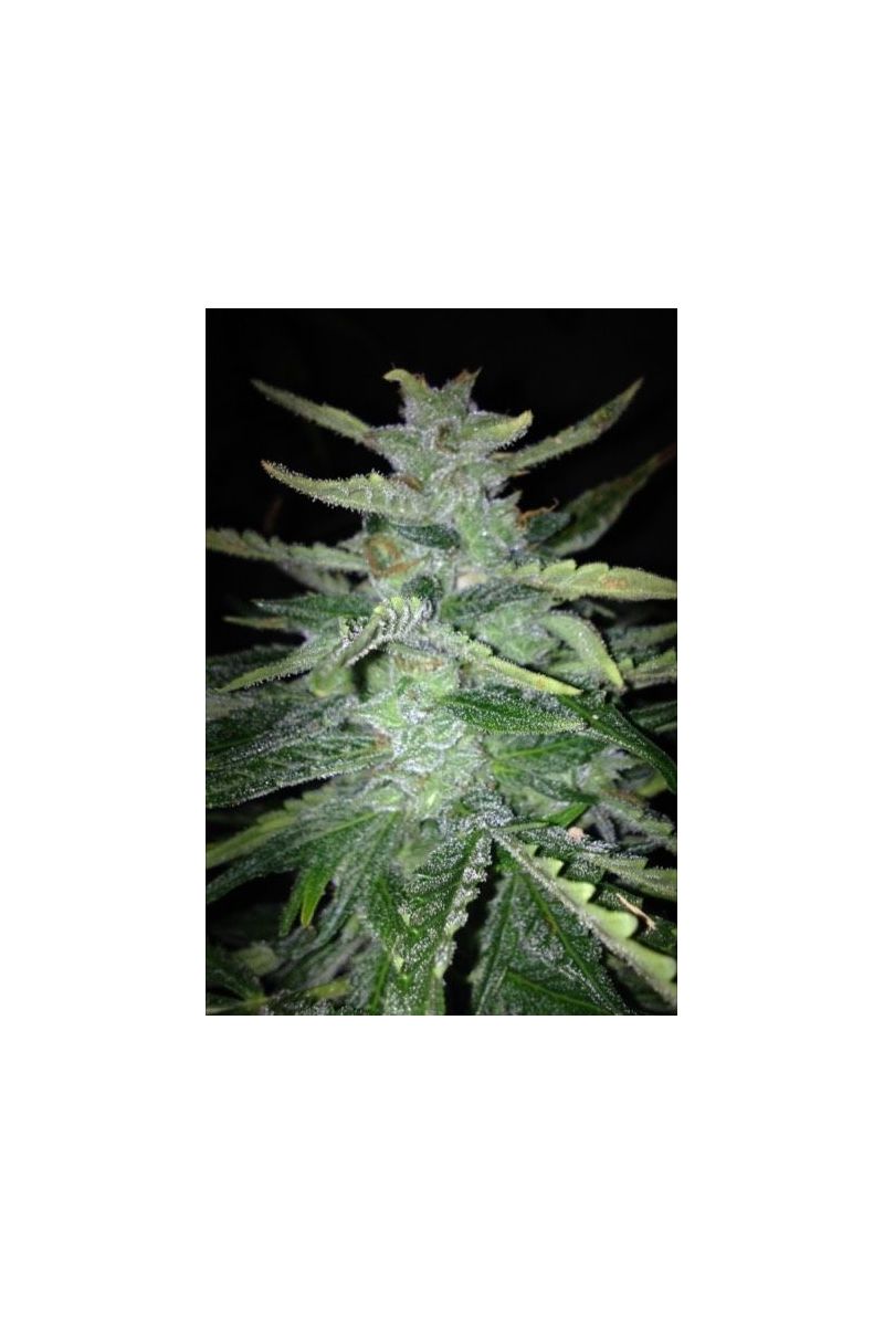 Sweet Poison Auto, Фасовка: 5