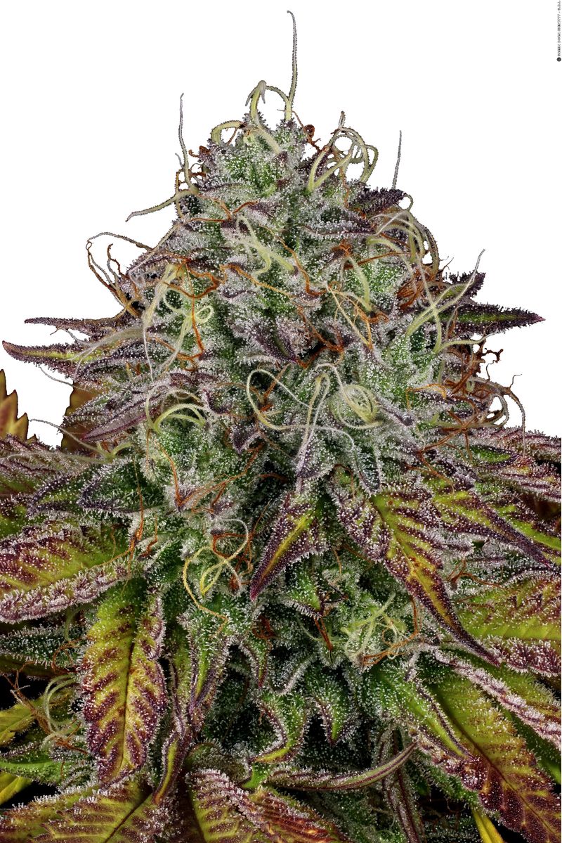 Apricot Candy, Фасовка: 5