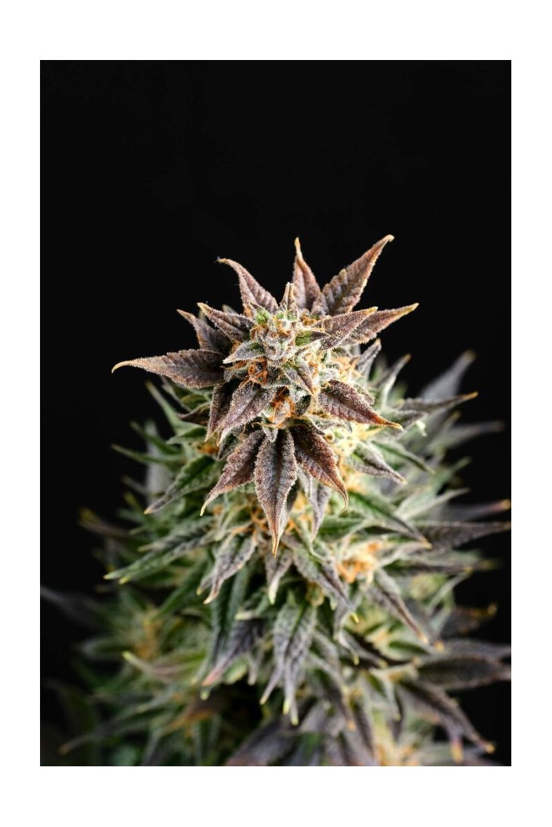 Big Band, Фасовка: 3, изображение 10