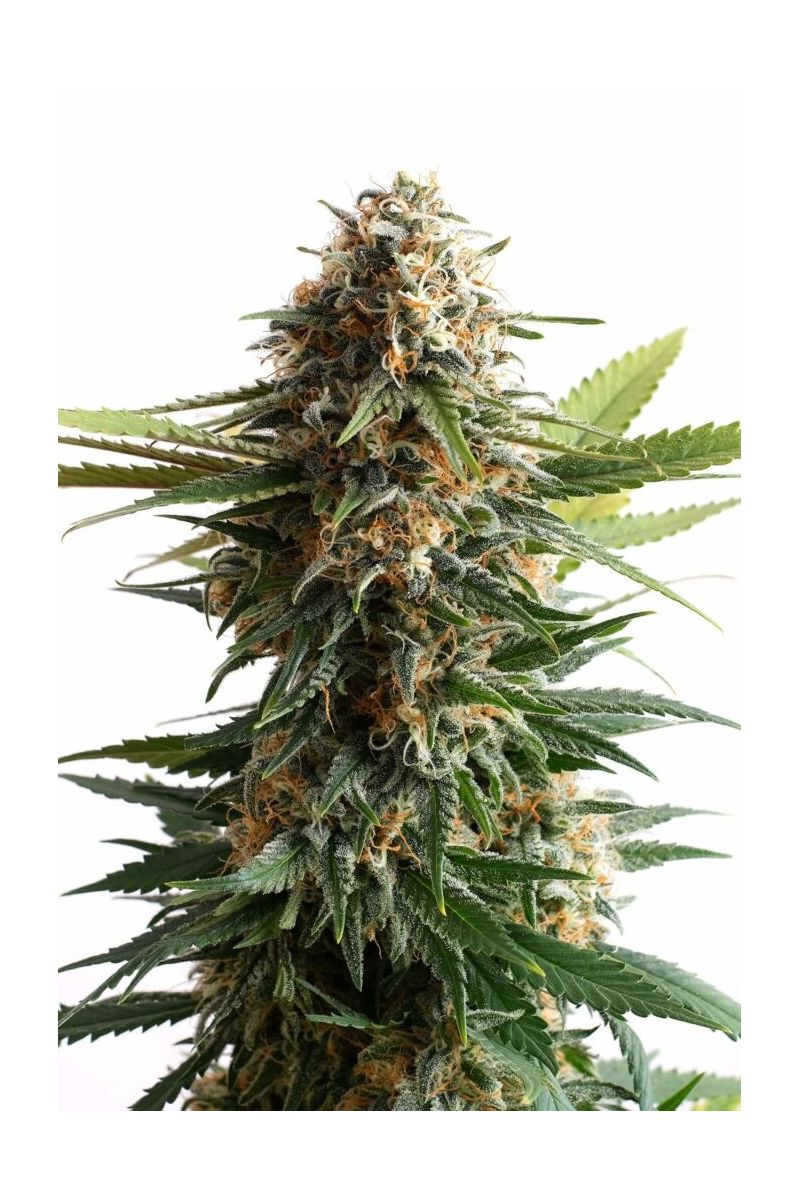 Big Band, Фасовка: 3