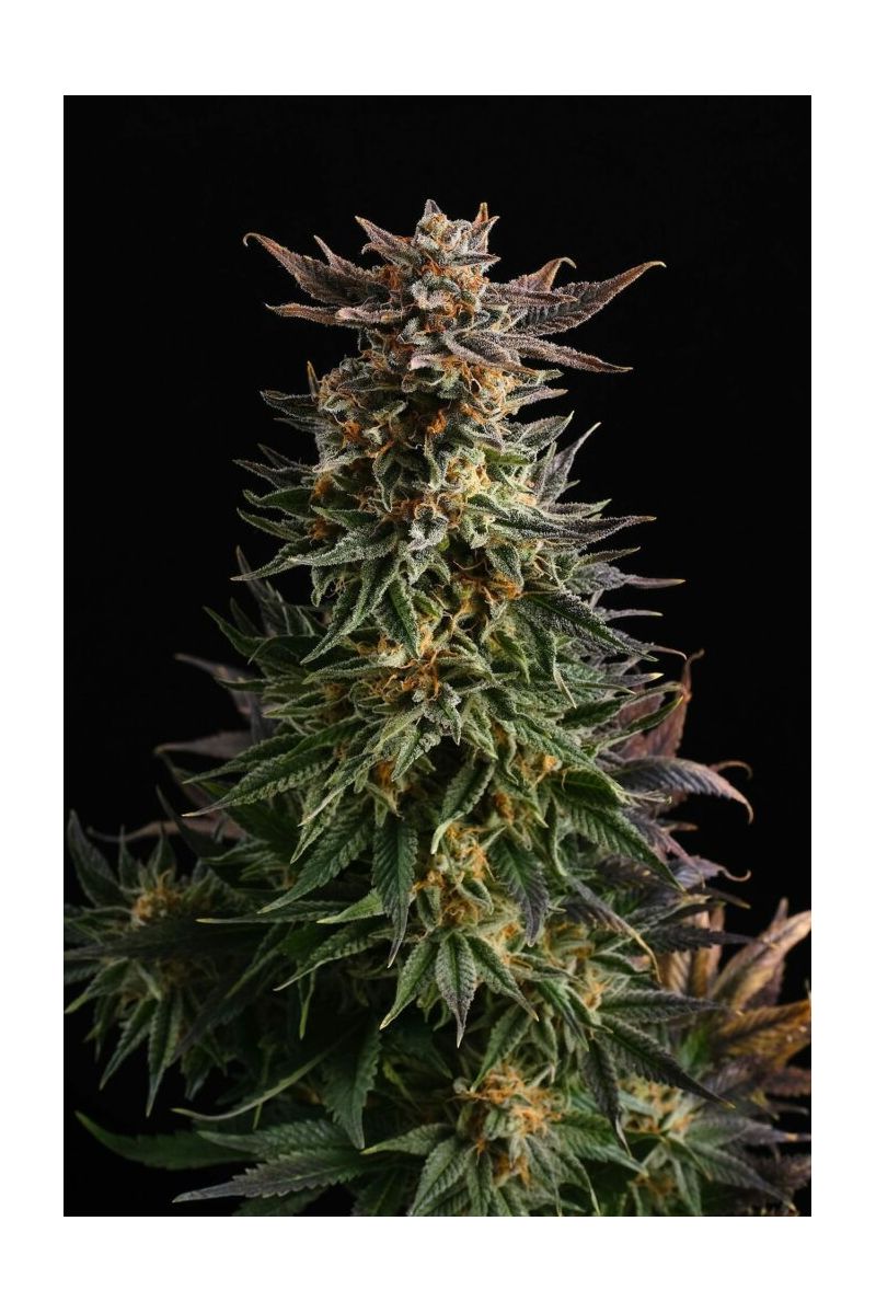 Big Band, Фасовка: 3, изображение 9