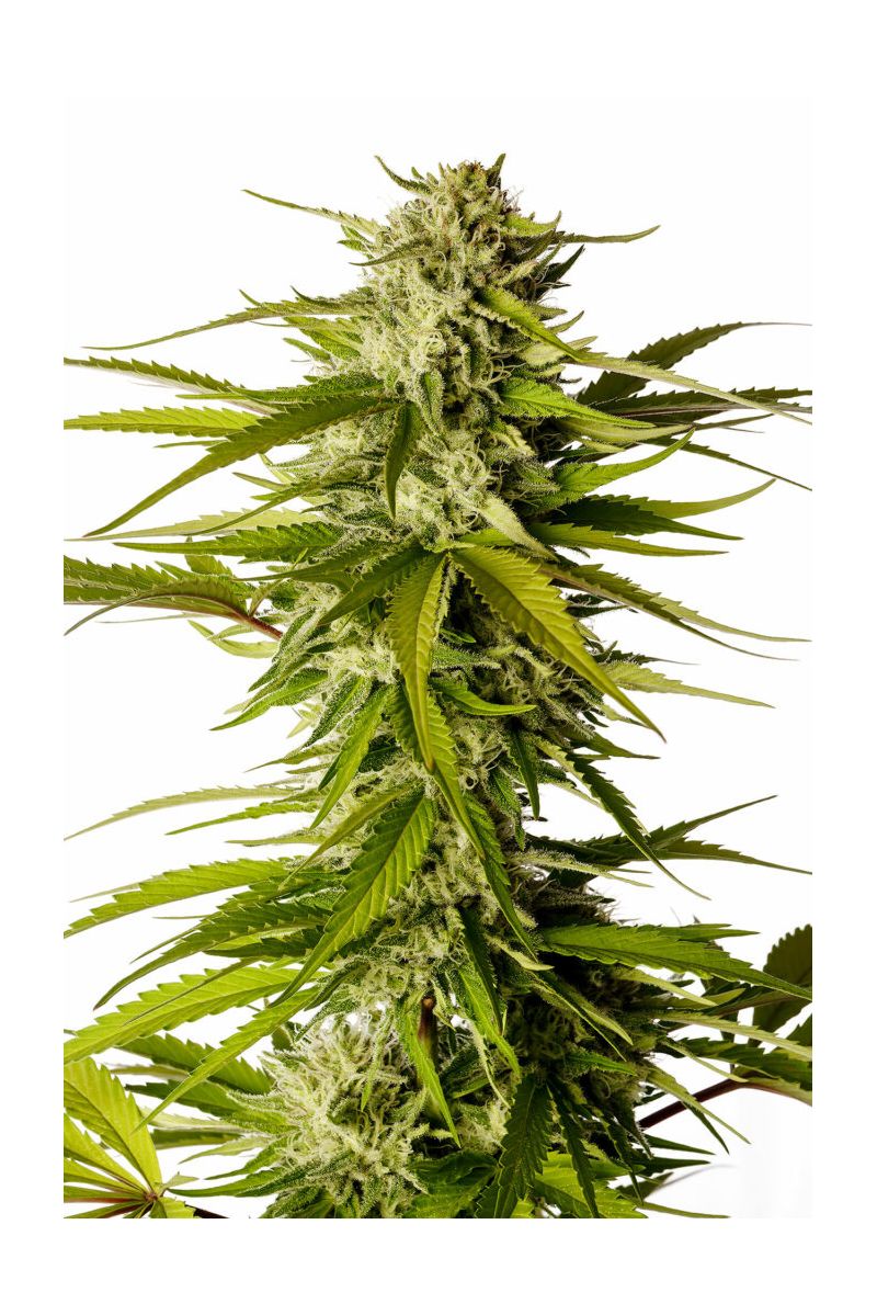 Brake-up Cake, Фасовка: 3