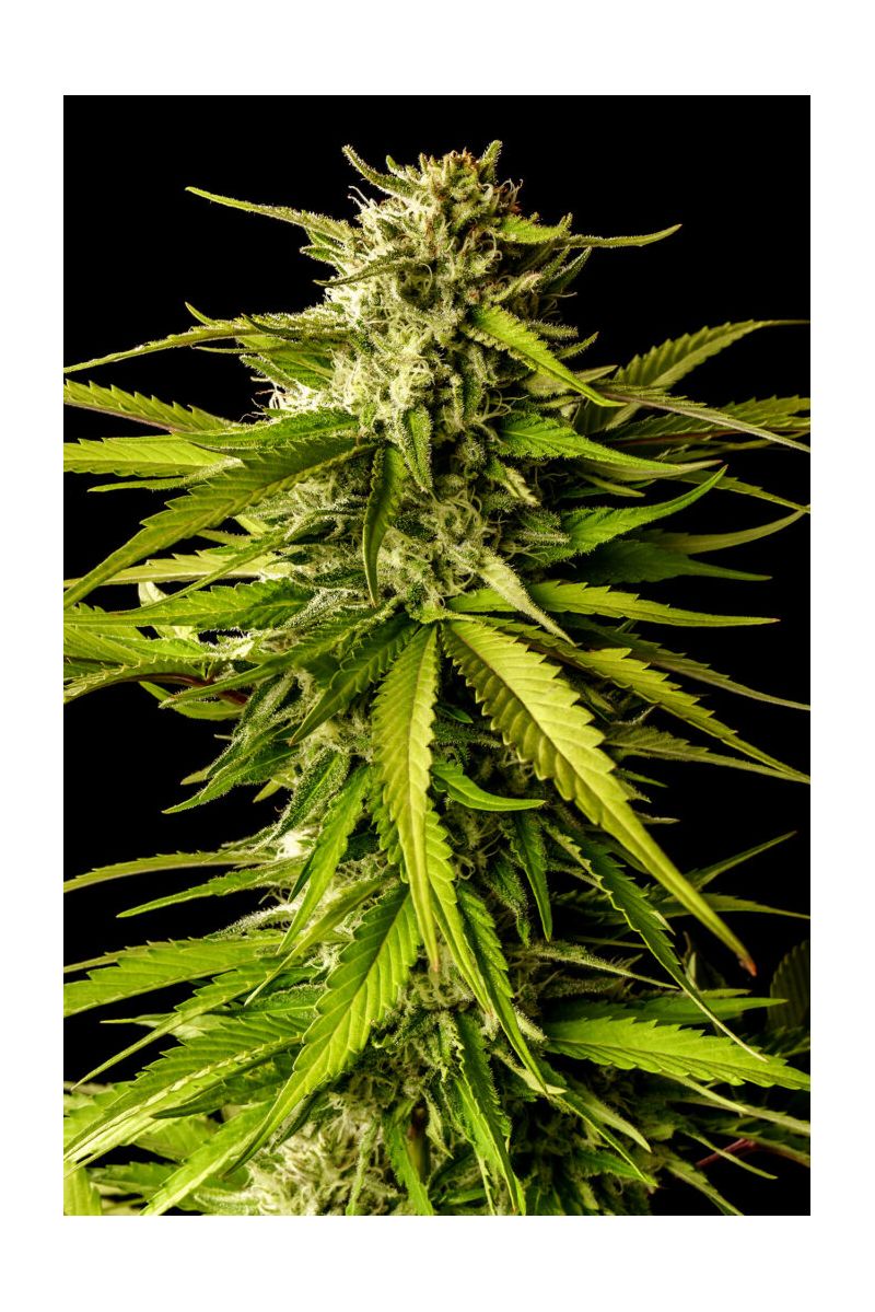 Brake-up Cake, Фасовка: 3, изображение 12