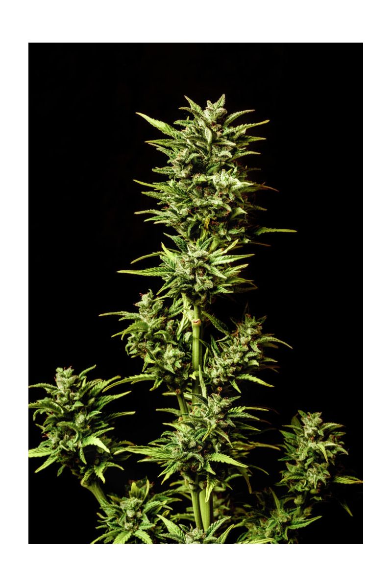 Brake-up Cake Auto, Фасовка: 3