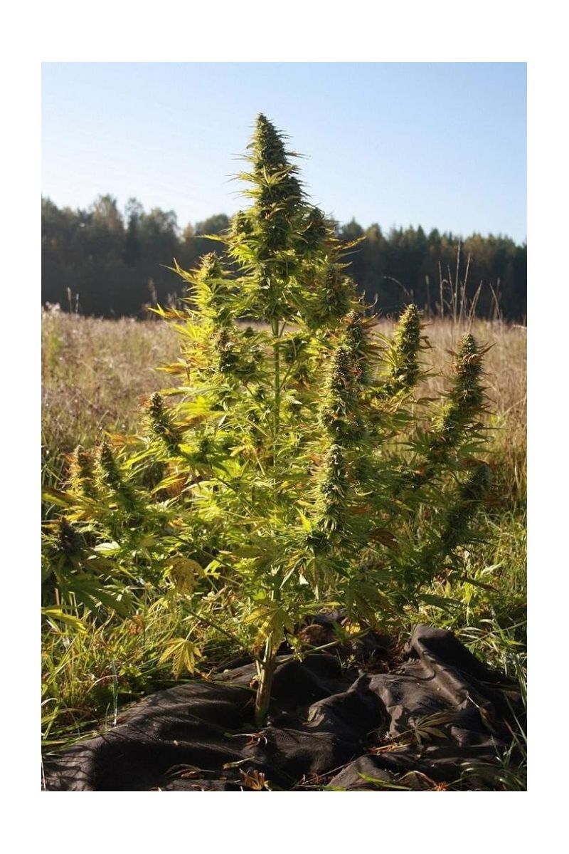 Mexican Monk Reg, Фасовка: 12