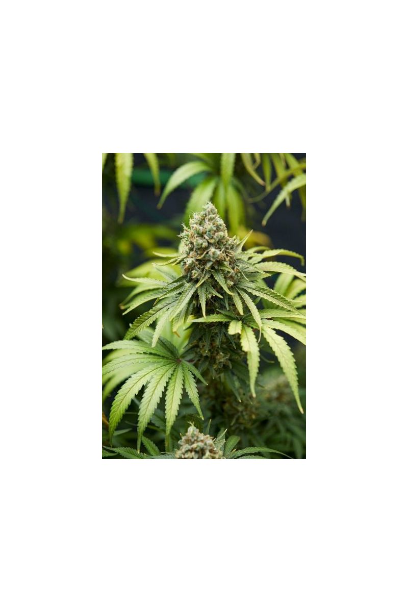 Bruce Banner #3, Фасовка: 5