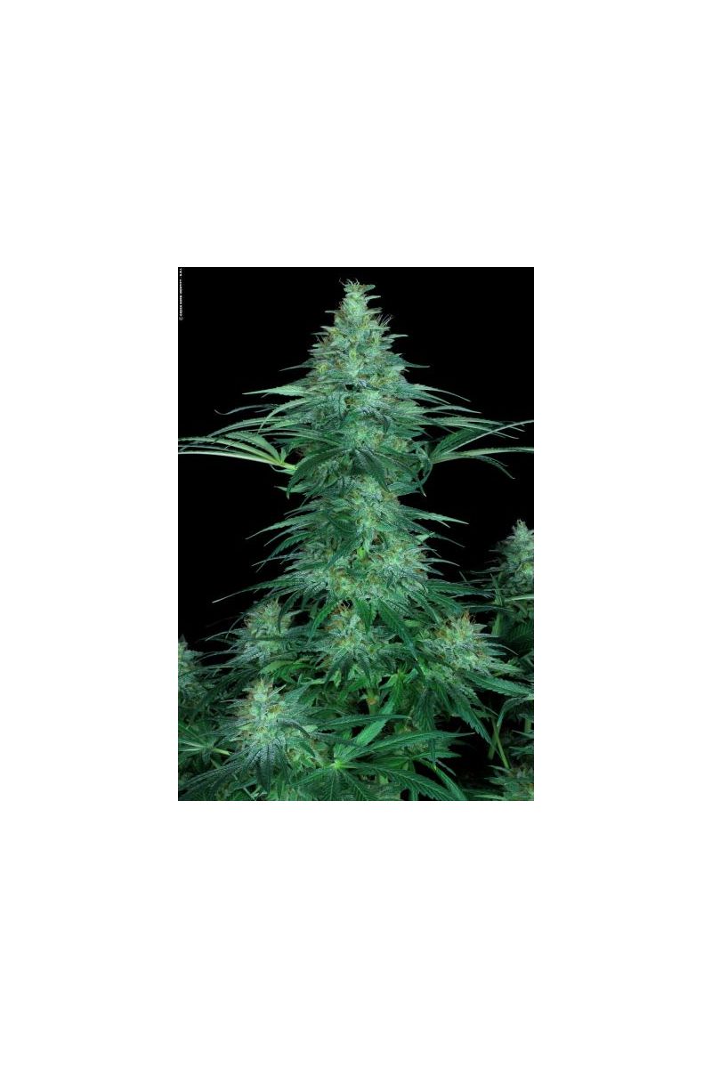 Sensi Star (X), Фасовка: 5