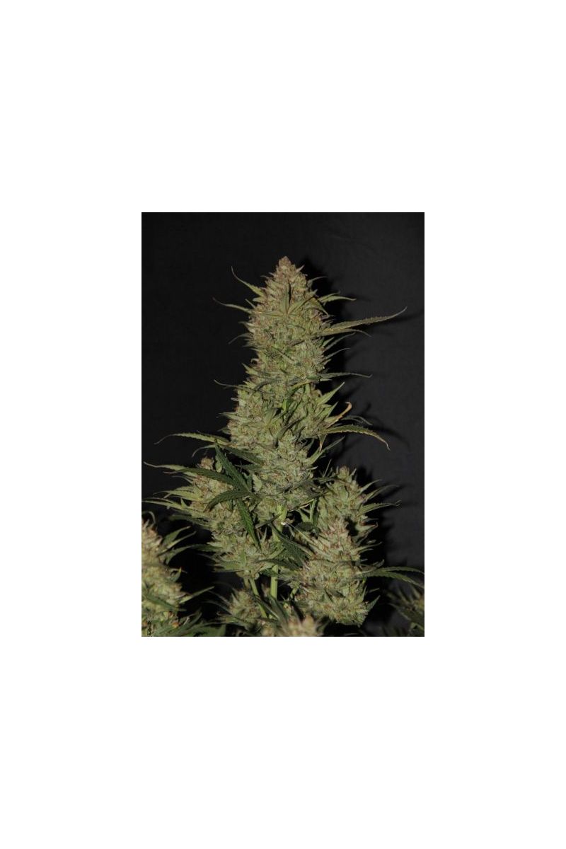 Auto OG Kush (X), Фасовка: 5, изображение 2