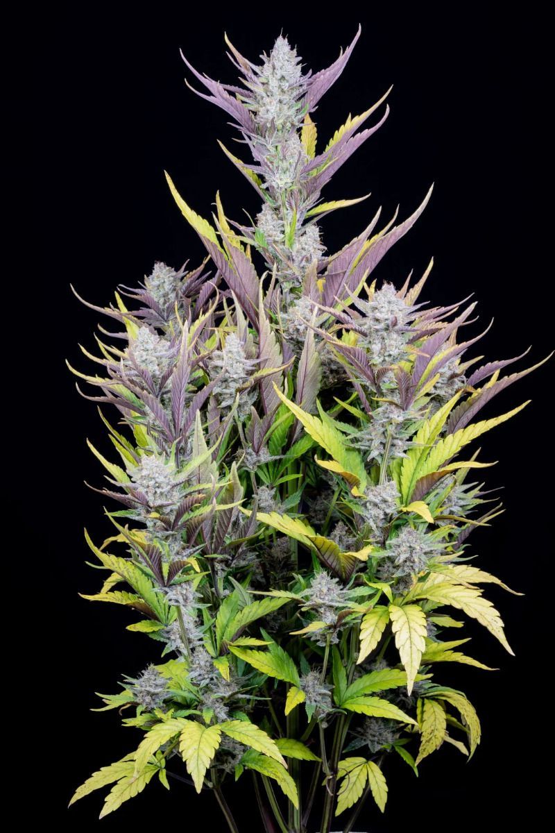 Wedding Glue Auto, Фасовка: 3, изображение 10