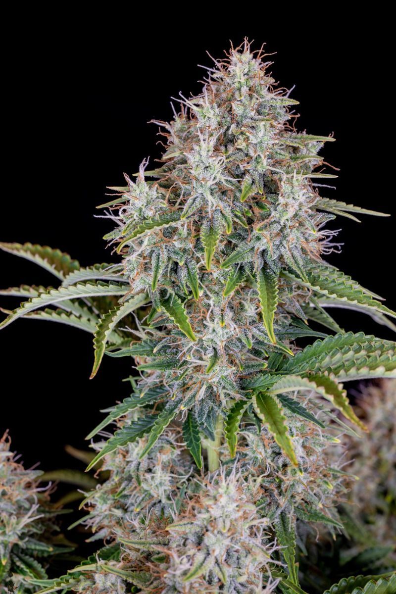 Original Auto Cinderella, Фасовка: 3, изображение 4