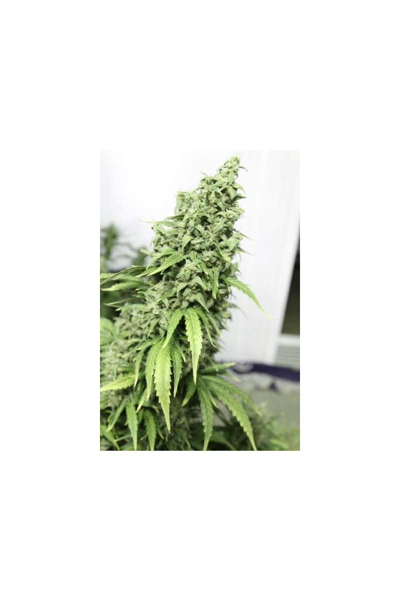 Durban Poison Auto, Фасовка: 3, изображение 3