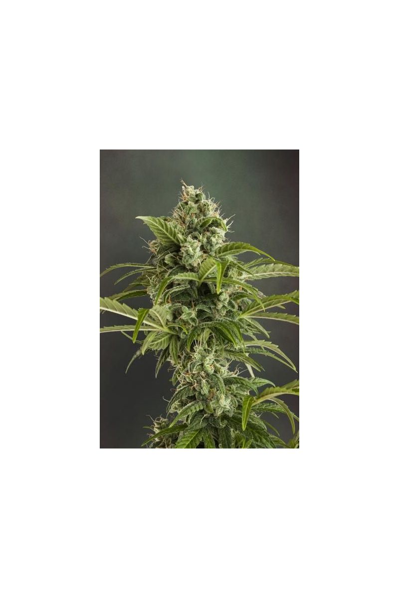 Euforia Auto, Фасовка: 3, изображение 4