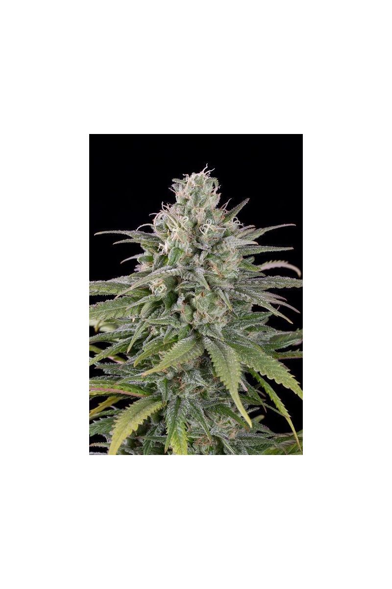 UK Cheese Auto, Фасовка: 3