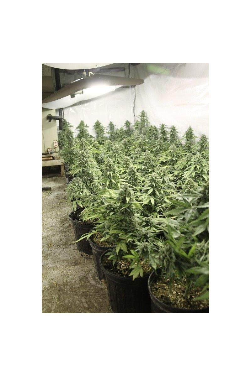 StarRyder Auto, Фасовка: 3, изображение 8