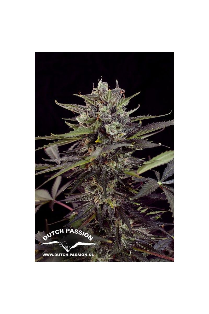 Blueberry Auto, Фасовка: 7, изображение 2