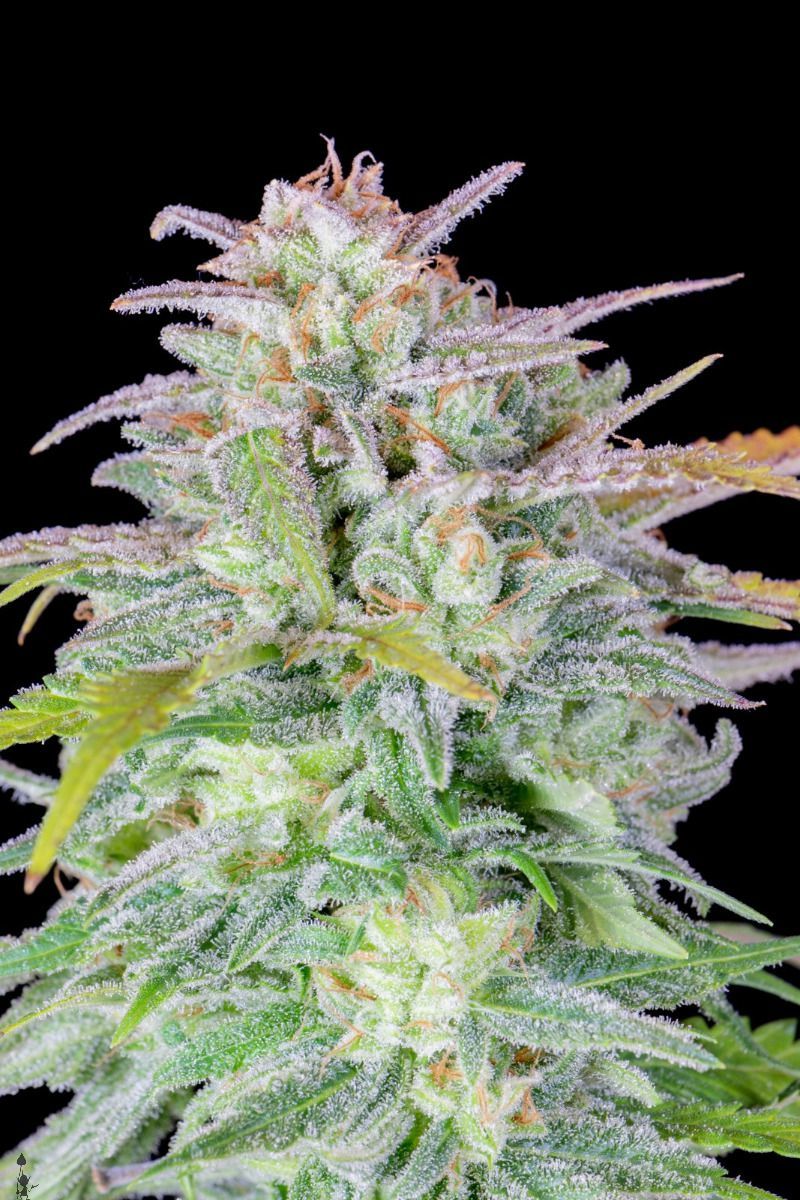 Original Auto Afghan Kush, Фасовка: 1, изображение 2