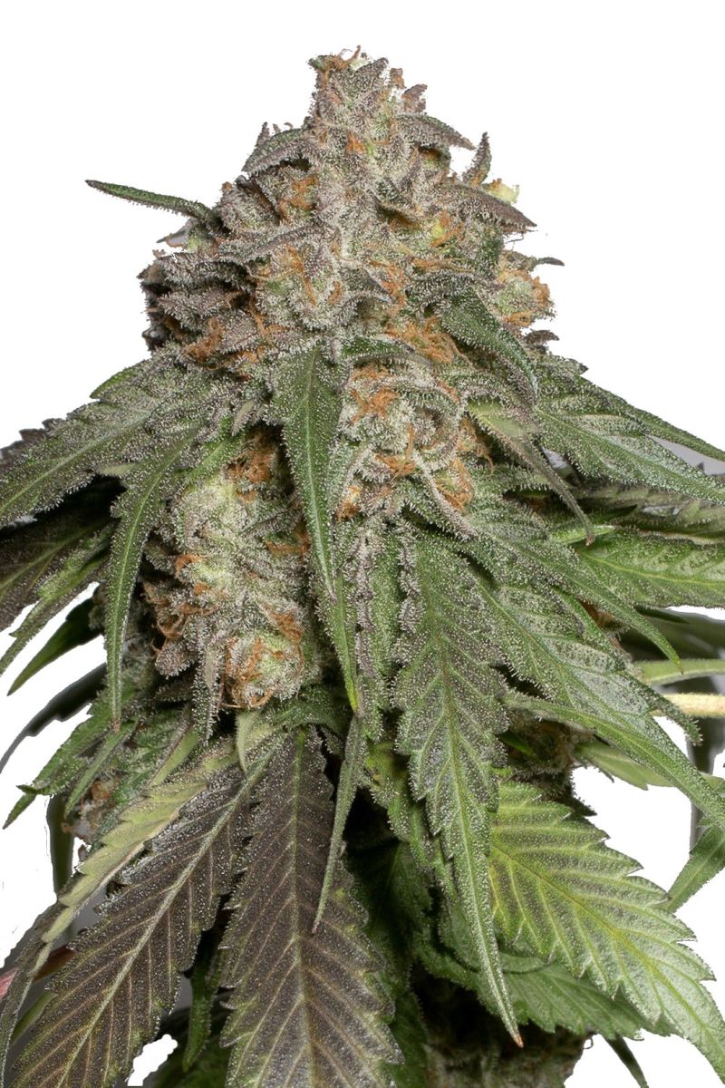 Blueberry Headband, Фасовка: 10