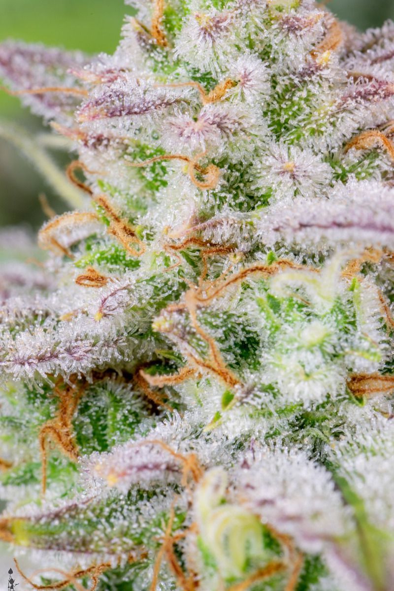 Forbidden Runtz Auto, Фасовка: 1, изображение 2