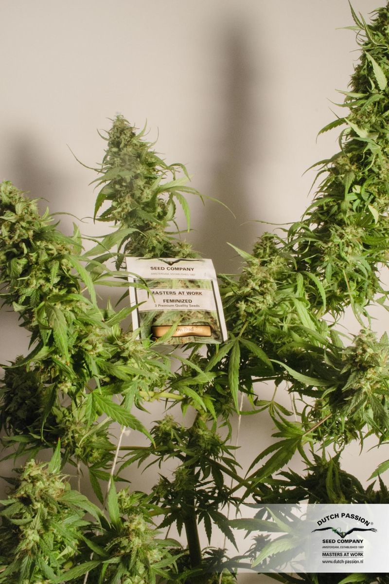 Snow Bud, Фасовка: 3, изображение 4