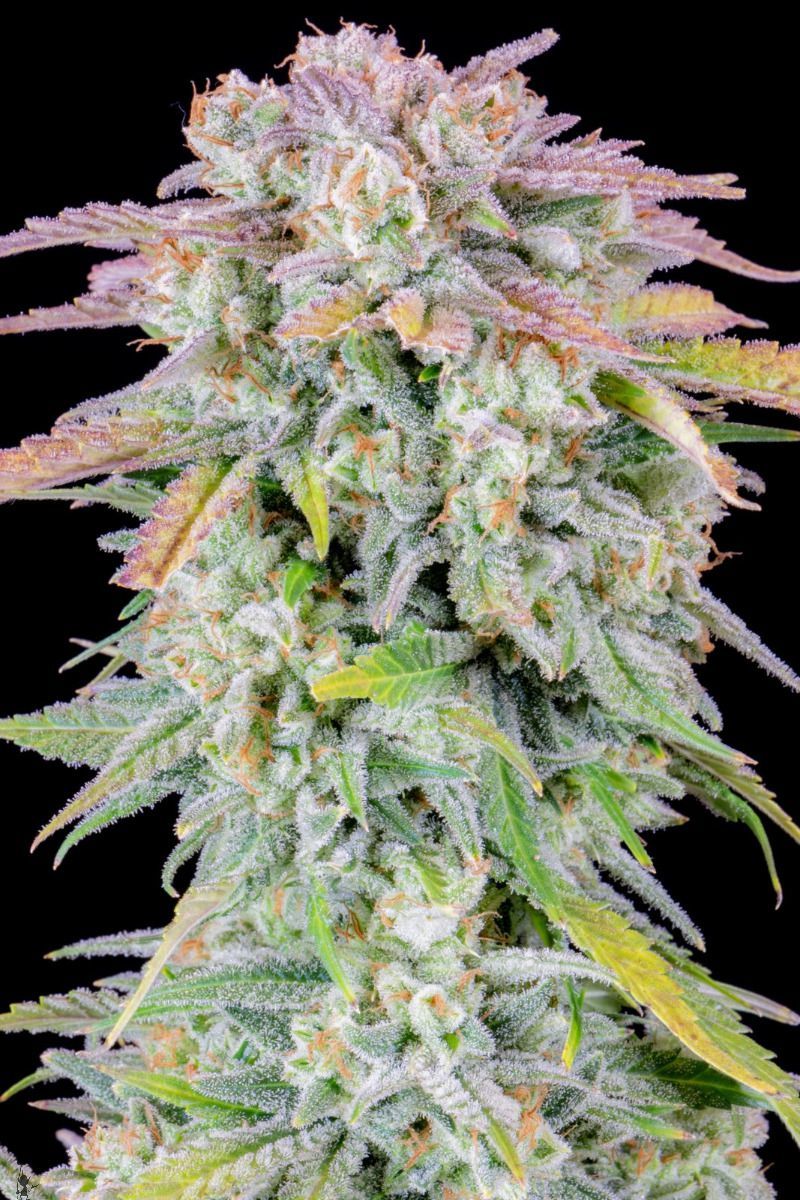 Original Auto Afghan Kush, Фасовка: 1, изображение 4