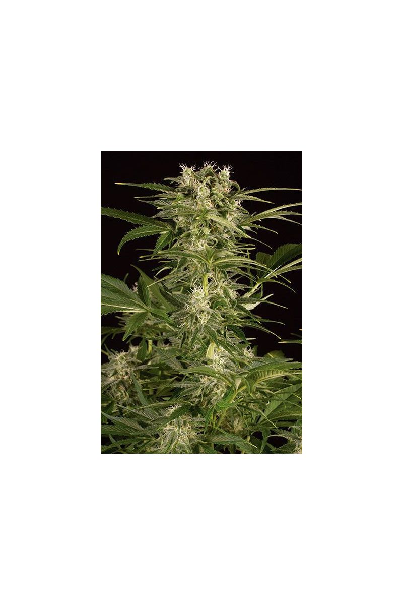 Lemon Juice Express Auto, Фасовка: 10, изображение 2