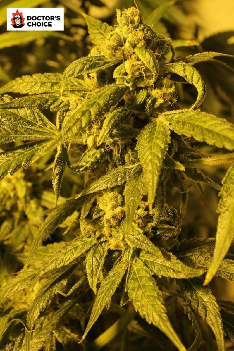 Devotchka Auto, Фасовка: 1, изображение 2