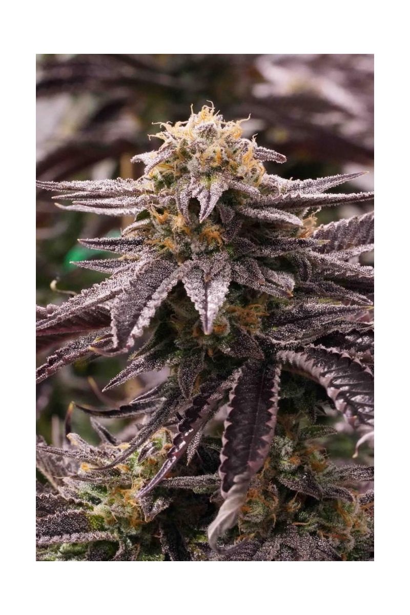 OGKZ fem, Фасовка: 3