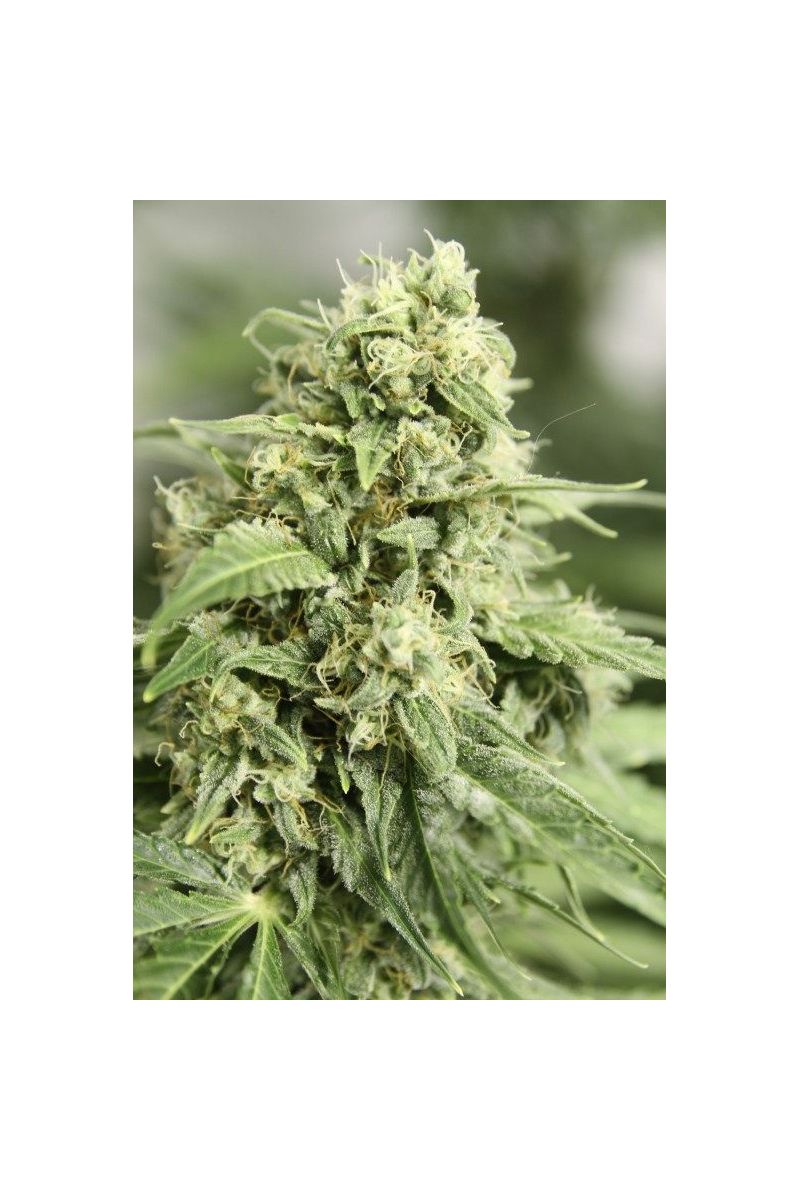 StarRyder Auto, Фасовка: 3, изображение 3