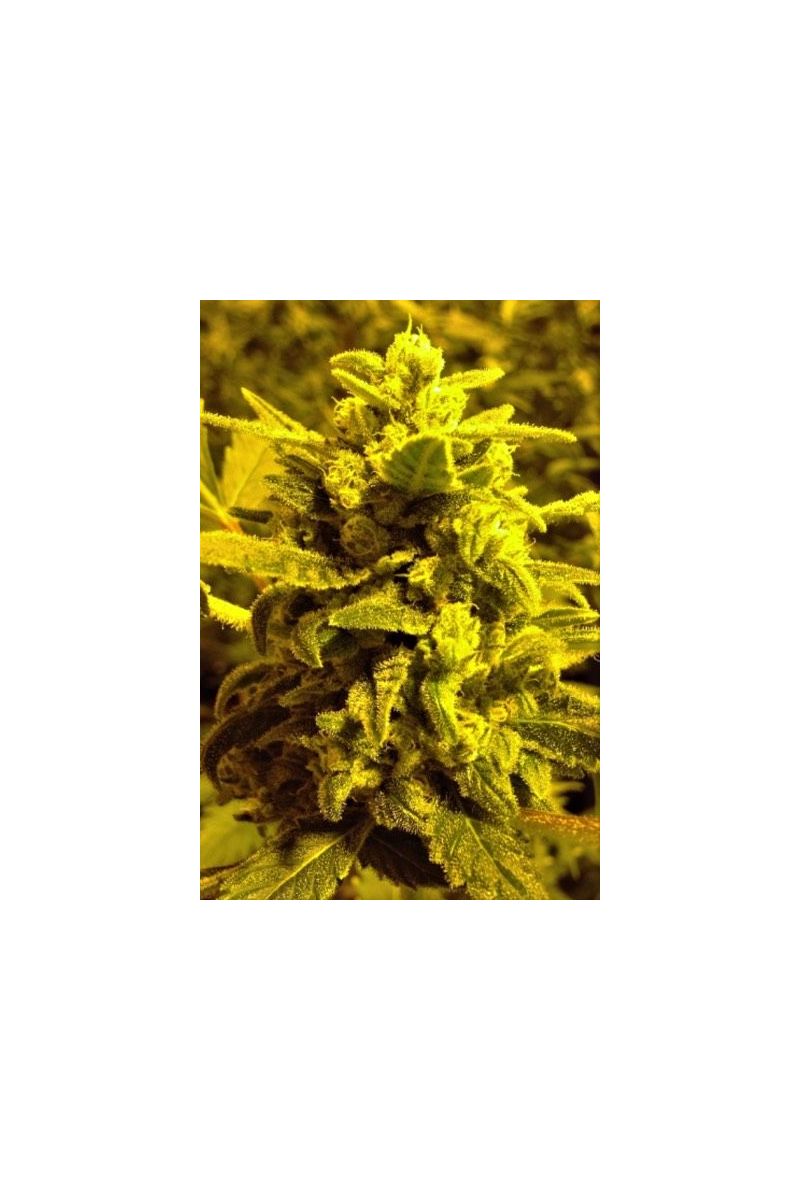 Sweet Poison Auto, Фасовка: 5, изображение 2