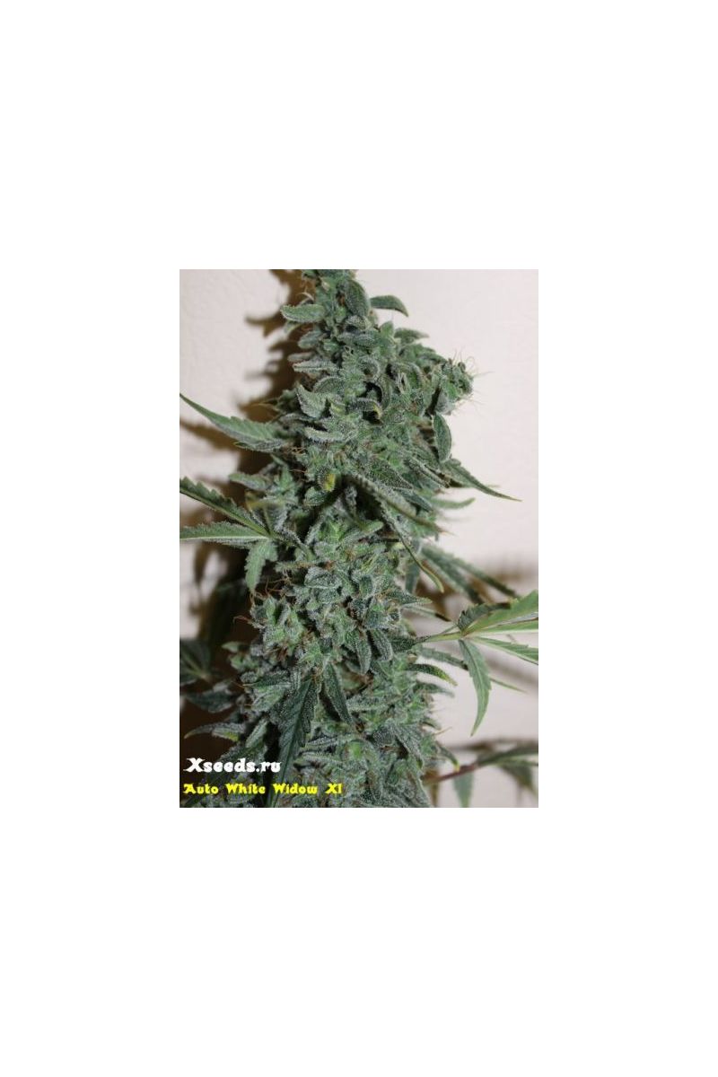 Automatic White Killer, Фасовка: 5, изображение 4