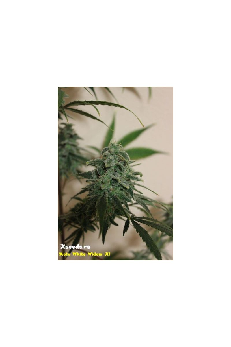 Automatic White Killer, Фасовка: 5, изображение 5