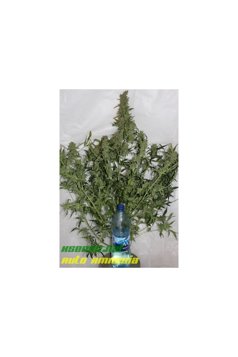Auto Amnesia (X Seeds), Фасовка: 5, изображение 2