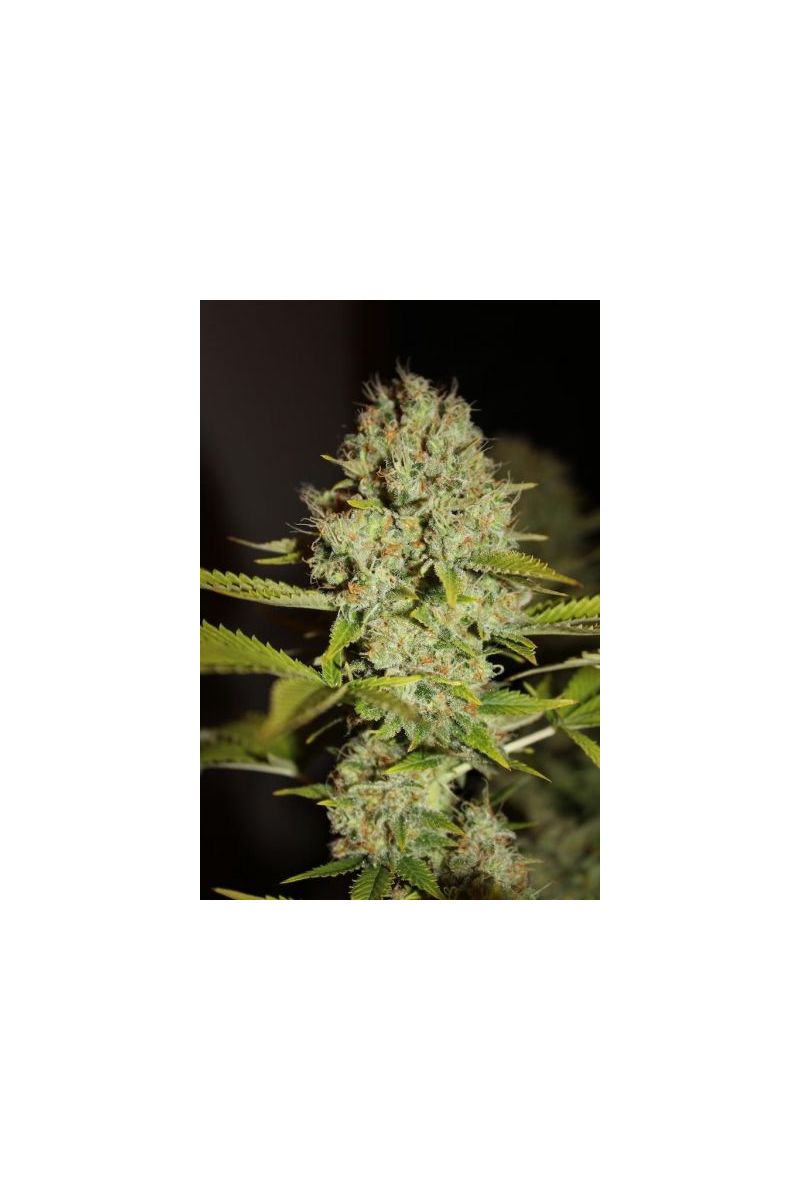 Auto Mandarine, Фасовка: 5