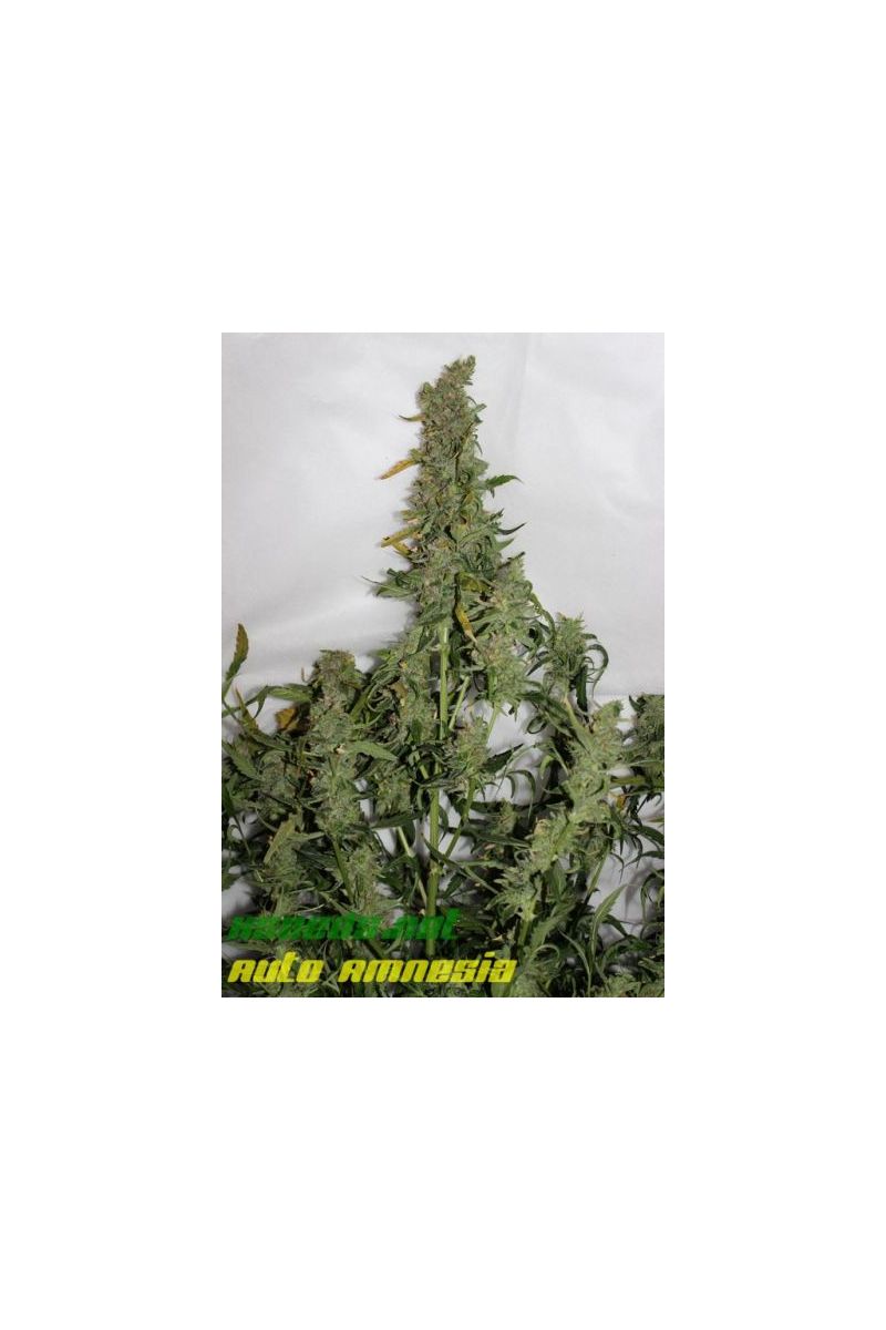 Auto Amnesia (X Seeds), Фасовка: 5, изображение 4