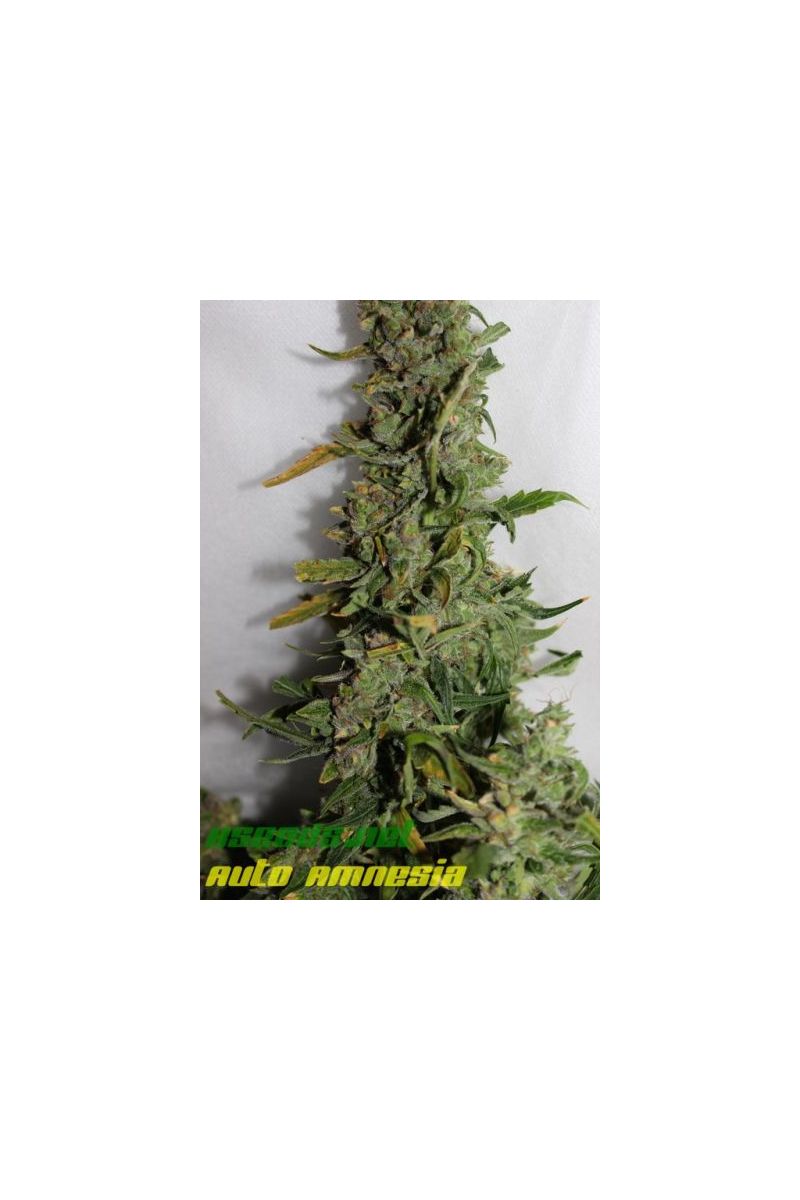 Auto Amnesia (X Seeds), Фасовка: 5, изображение 6