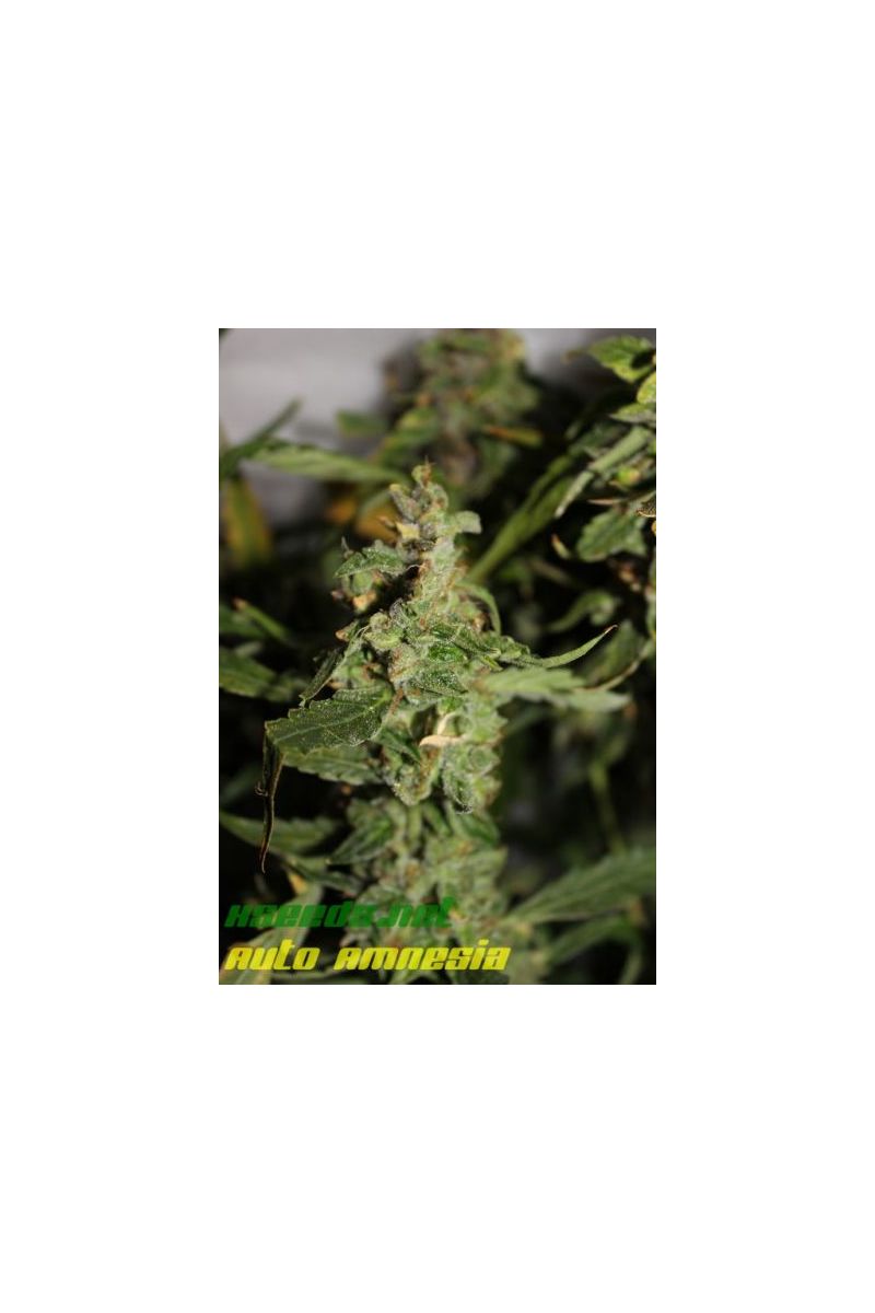 Auto Amnesia (X Seeds), Фасовка: 5, изображение 7