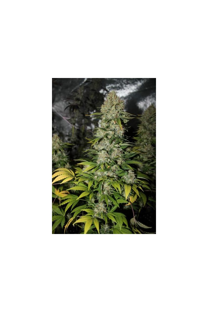 Sensi Star (X), Фасовка: 5, изображение 4