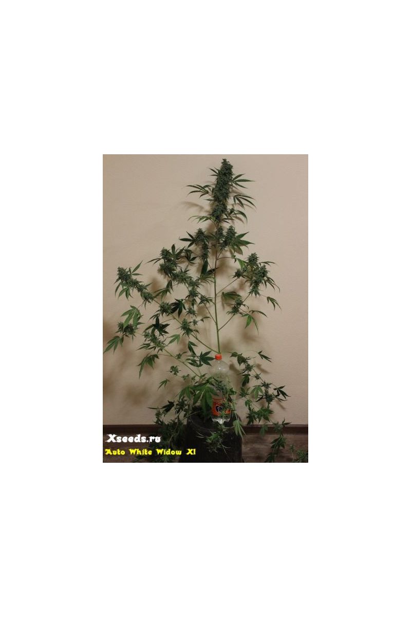 Automatic White Killer, Фасовка: 5, изображение 6