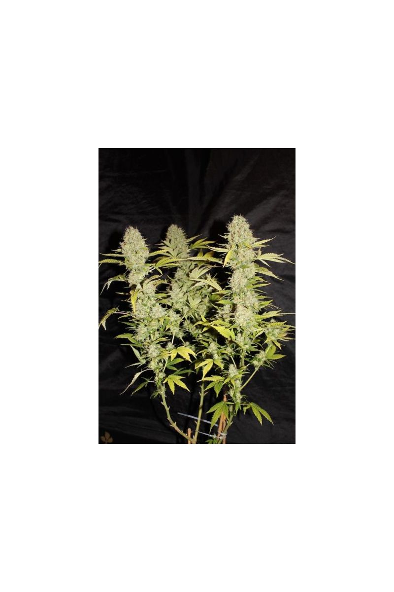 Auto Mandarine, Фасовка: 5, изображение 3