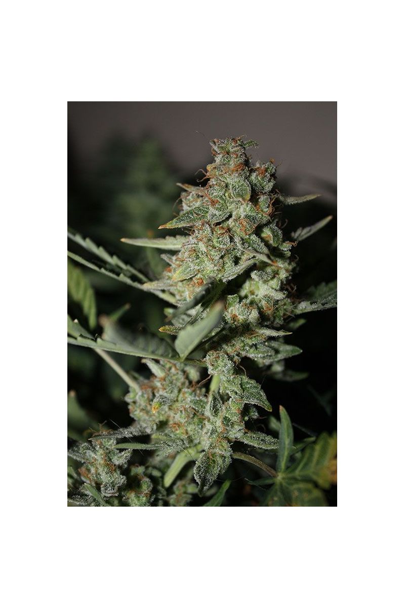 Afghan Kush Special, Фасовка: 3