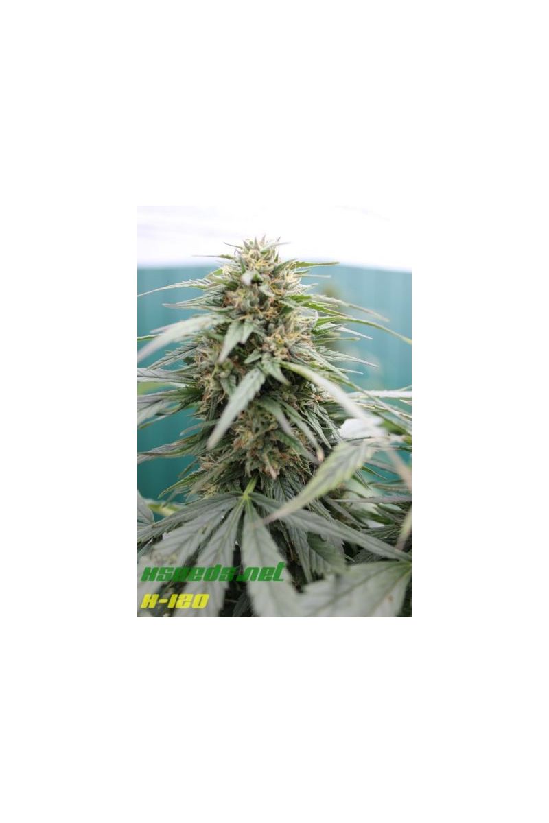 X-120 SuperAuto, Фасовка: 5, изображение 9