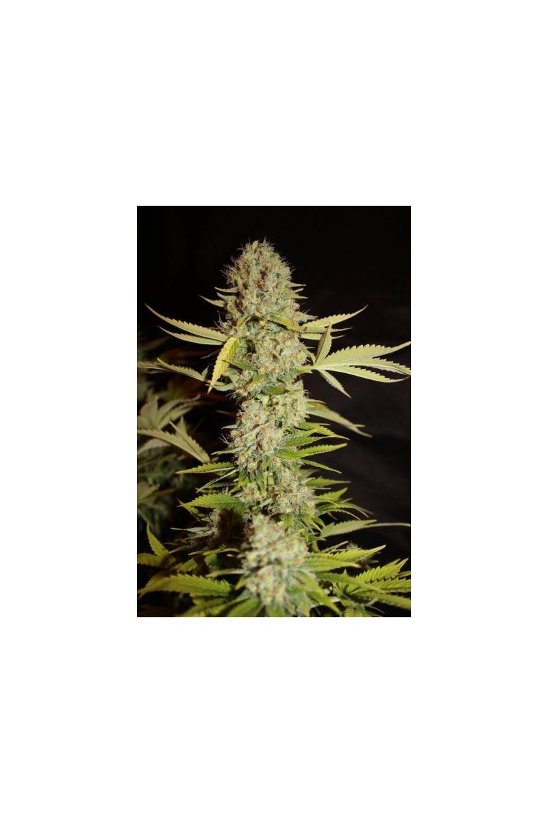 Auto Mandarine, Фасовка: 5, изображение 4