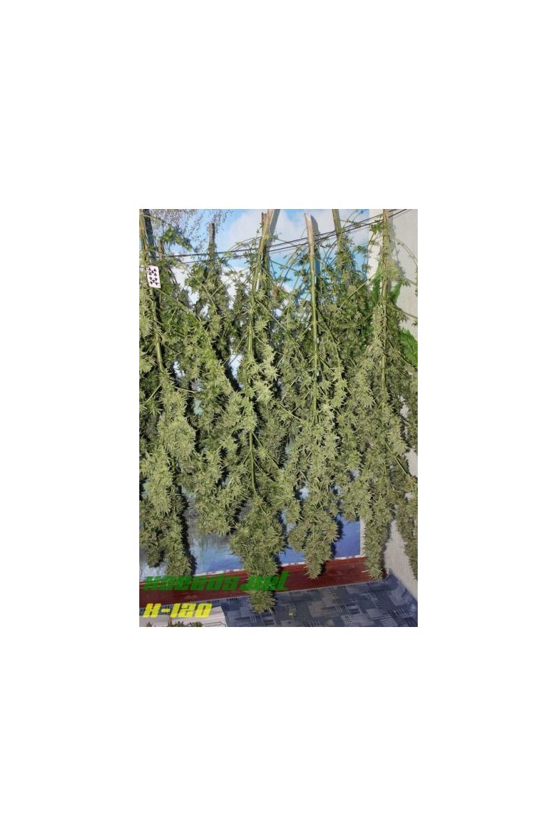 X-120 SuperAuto, Фасовка: 5, изображение 11