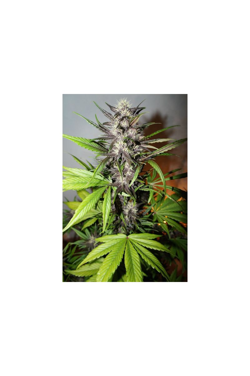 LSD-25 Auto, Фасовка: 10